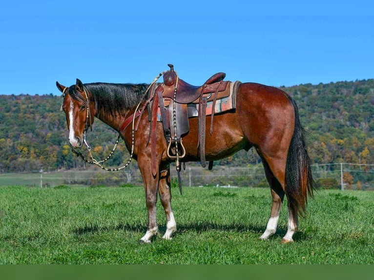 American Quarter Horse Ruin 5 Jaar 155 cm Roan-Bay in Rebersburg