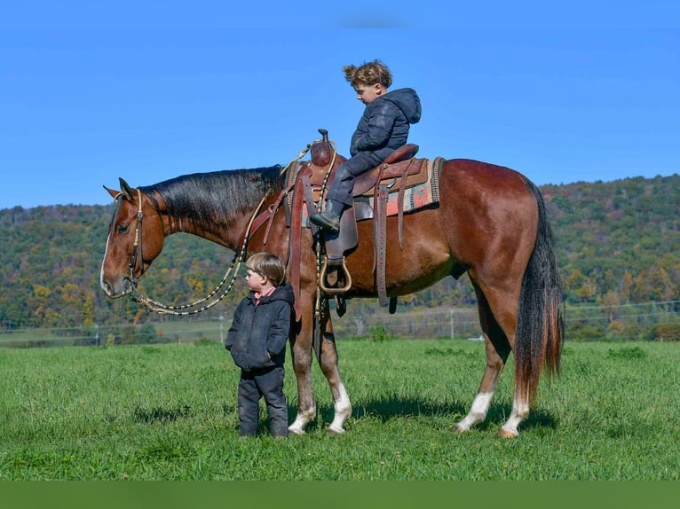 American Quarter Horse Ruin 5 Jaar 155 cm Roan-Bay in Rebersburg