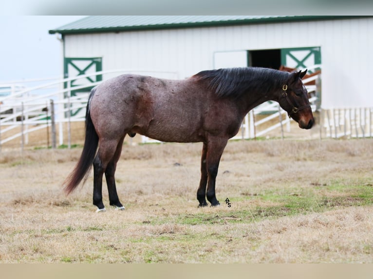 American Quarter Horse Ruin 5 Jaar 155 cm Roan-Bay in Whitesboro, TX