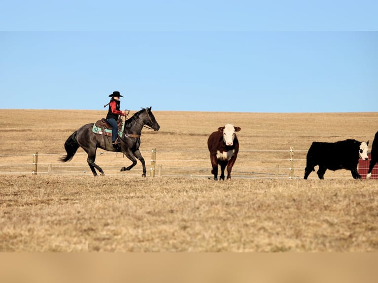 American Quarter Horse Ruin 5 Jaar 155 cm Roan-Blue in Clarion, PA