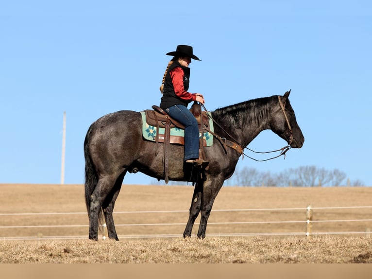 American Quarter Horse Ruin 5 Jaar 155 cm Roan-Blue in Clarion, PA