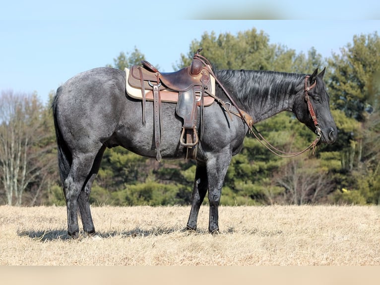 American Quarter Horse Ruin 5 Jaar 155 cm Roan-Blue in Clarion, PA