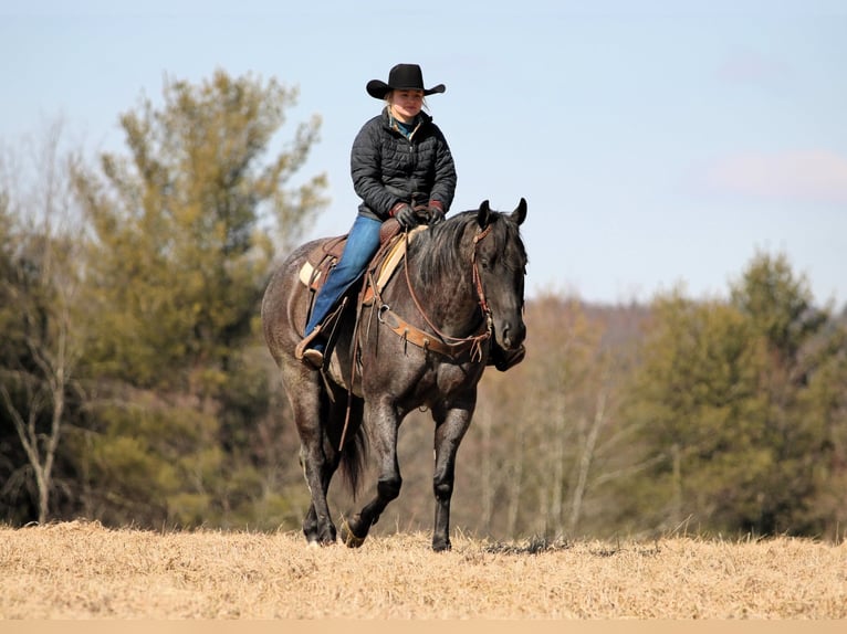 American Quarter Horse Ruin 5 Jaar 155 cm Roan-Blue in Clarion, PA