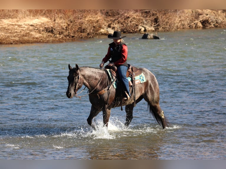 American Quarter Horse Ruin 5 Jaar 155 cm Roan-Blue in Clarion, PA