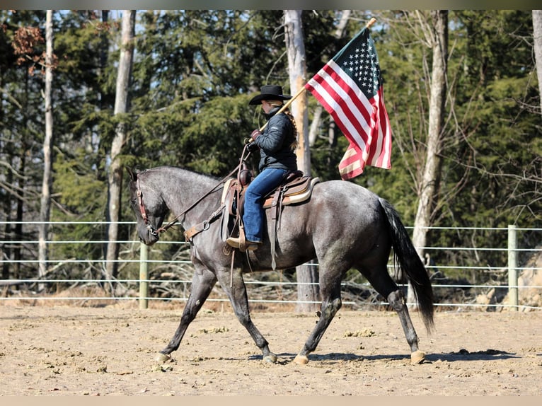 American Quarter Horse Ruin 5 Jaar 155 cm Roan-Blue in Clarion, PA
