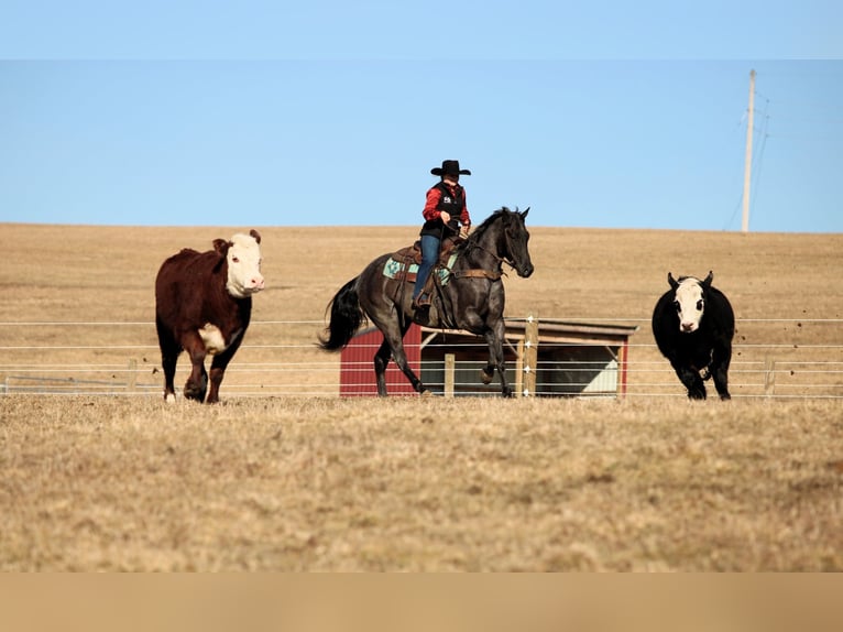 American Quarter Horse Ruin 5 Jaar 155 cm Roan-Blue in Clarion, PA