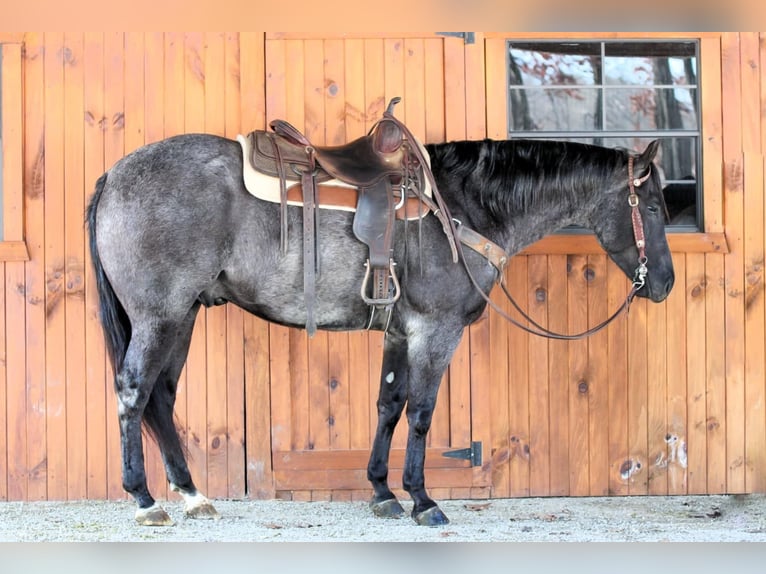 American Quarter Horse Ruin 5 Jaar 155 cm Roan-Blue in Clarion, PA