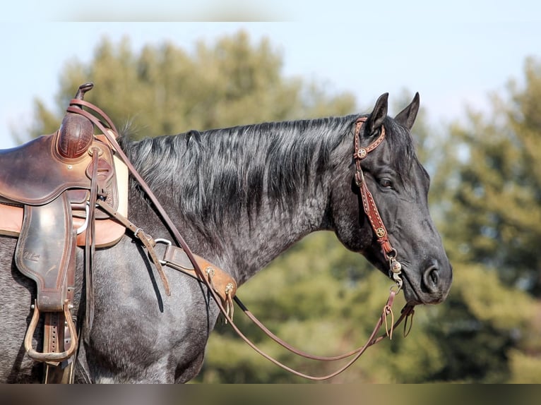 American Quarter Horse Ruin 5 Jaar 155 cm Roan-Blue in Clarion, PA