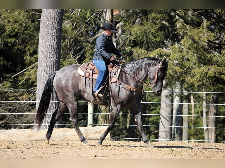 American Quarter Horse Ruin 5 Jaar 155 cm Roan-Blue in Clarion, PA