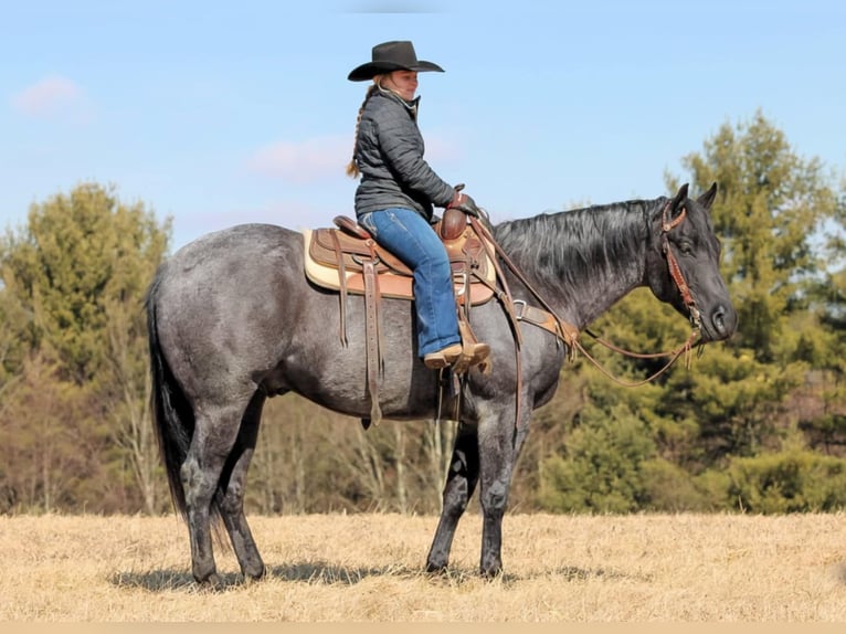 American Quarter Horse Ruin 5 Jaar 155 cm Roan-Blue in Clarion, PA