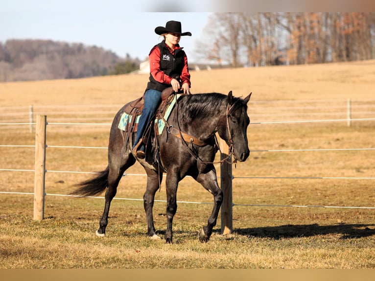 American Quarter Horse Ruin 5 Jaar 155 cm Roan-Blue in Clarion, PA