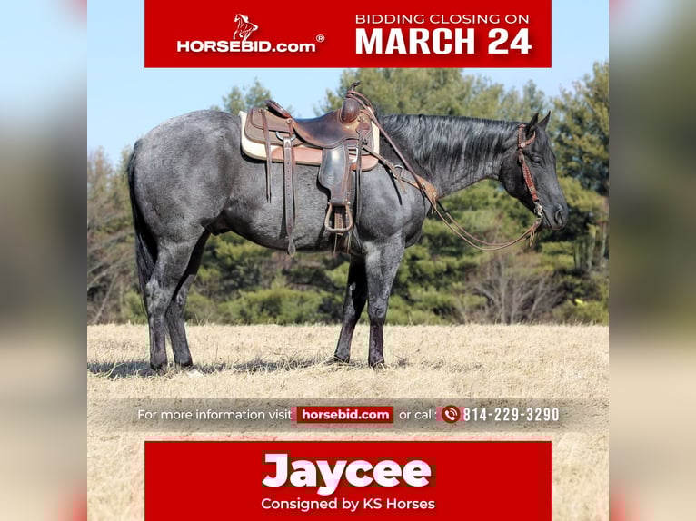 American Quarter Horse Ruin 5 Jaar 155 cm Roan-Blue in Clarion, PA