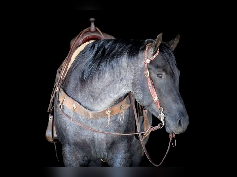 American Quarter Horse Ruin 5 Jaar 155 cm Roan-Blue in Clarion, PA