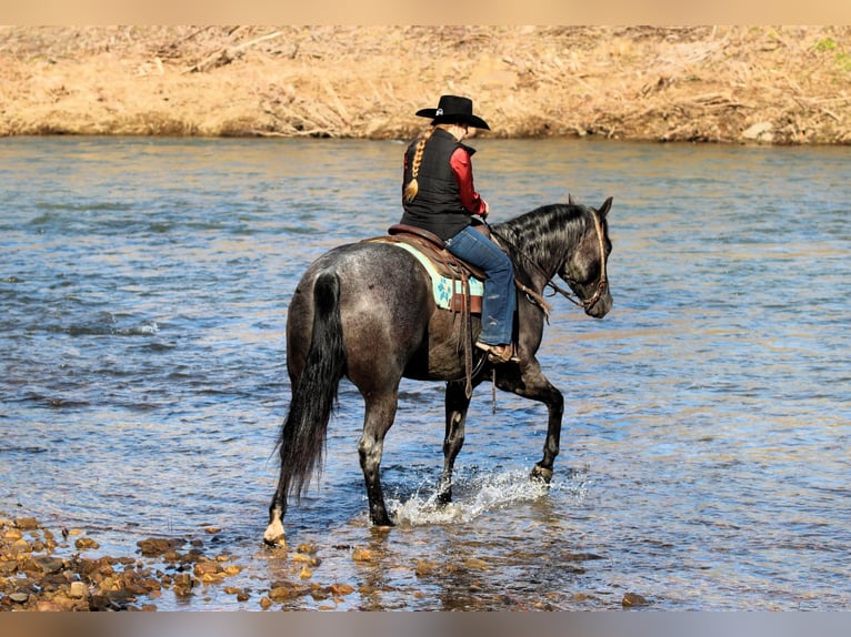 American Quarter Horse Ruin 5 Jaar 155 cm Roan-Blue in Clarion, PA