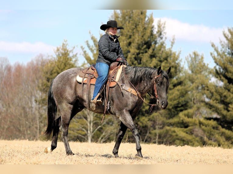 American Quarter Horse Ruin 5 Jaar 155 cm Roan-Blue in Clarion, PA