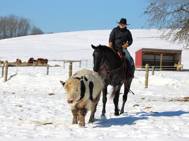 American Quarter Horse Ruin 5 Jaar 155 cm Roan-Blue in Clarion