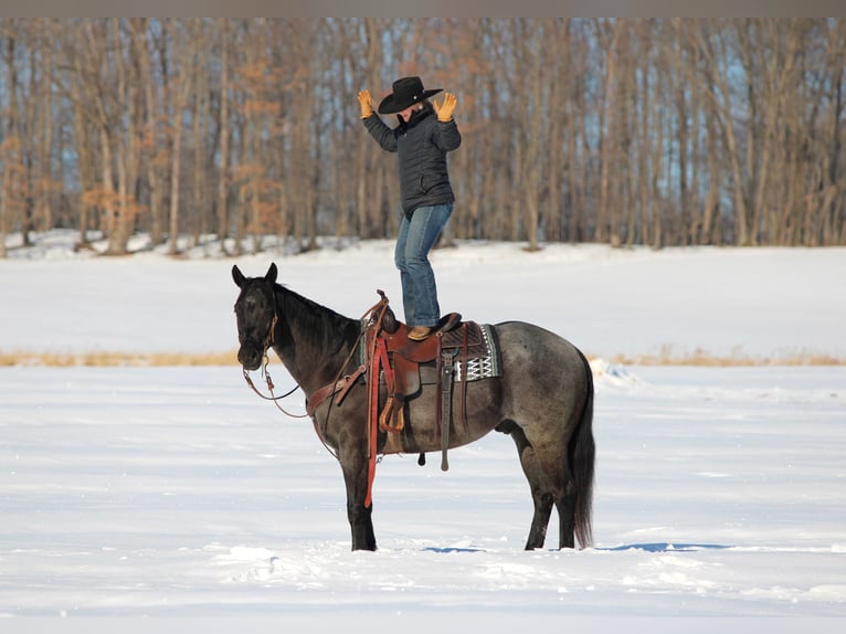 American Quarter Horse Ruin 5 Jaar 155 cm Roan-Blue in Clarion