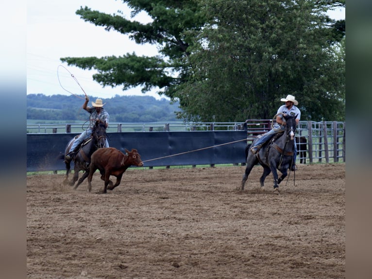 American Quarter Horse Ruin 5 Jaar 155 cm Roan-Blue in La Motte, IA