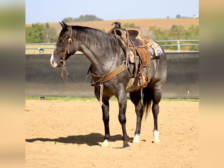 American Quarter Horse Ruin 5 Jaar 155 cm Roan-Blue in La Motte, IA