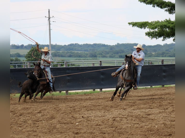 American Quarter Horse Ruin 5 Jaar 155 cm Roan-Blue in La Motte, IA