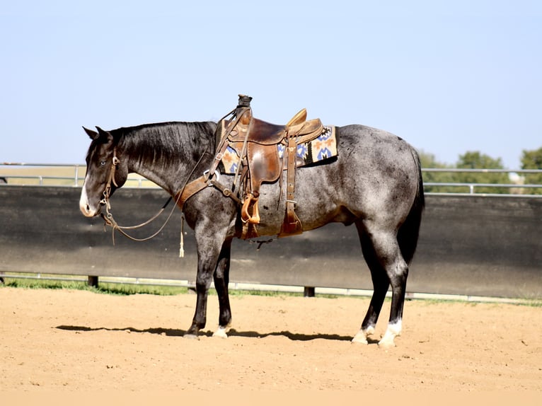 American Quarter Horse Ruin 5 Jaar 155 cm Roan-Blue in La Motte, IA