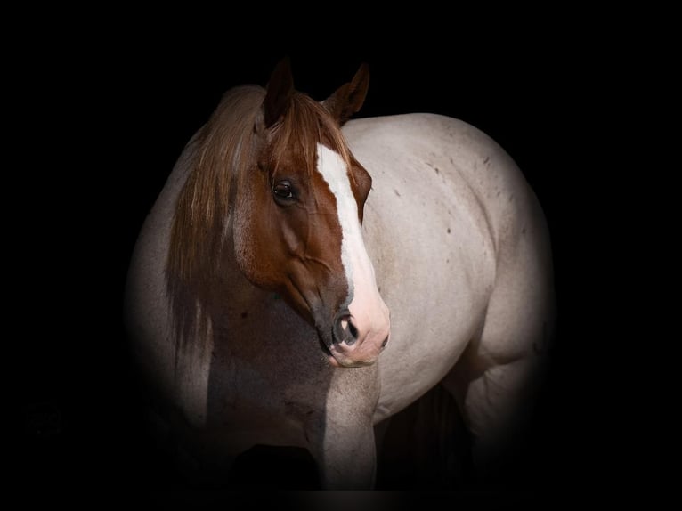 American Quarter Horse Ruin 5 Jaar 155 cm Roan-Red in Canyon, TX