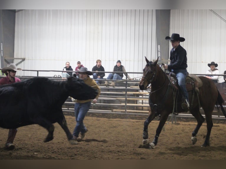 American Quarter Horse Ruin 5 Jaar 155 cm Roodbruin in Baltic