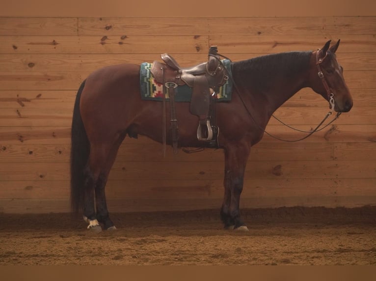 American Quarter Horse Ruin 5 Jaar 155 cm Roodbruin in Baltic