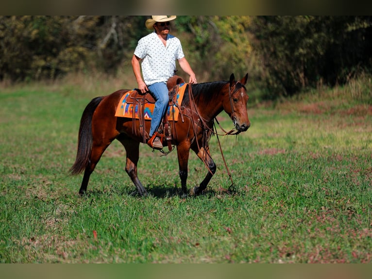American Quarter Horse Ruin 5 Jaar 155 cm Roodbruin in Santa Fe