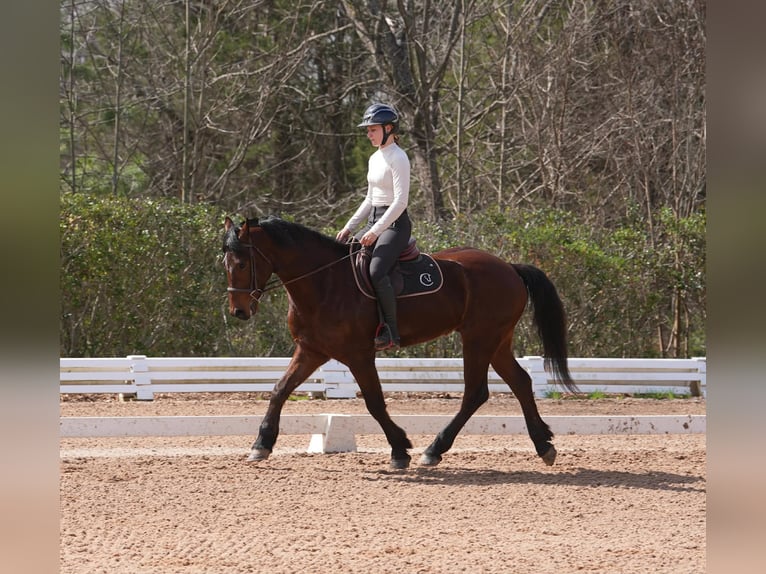 American Quarter Horse Mix Ruin 5 Jaar 155 cm Roodbruin in Clover