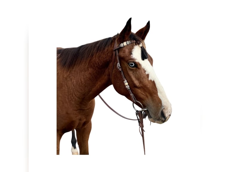 American Quarter Horse Ruin 5 Jaar 155 cm Roodbruin in Fort Collins
