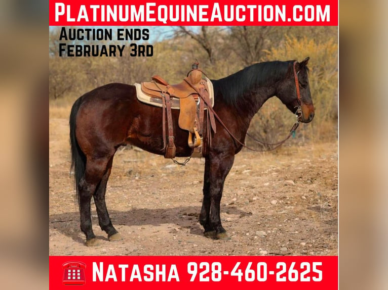 American Quarter Horse Ruin 5 Jaar 155 cm Roodbruin in Camp Verde, AZ