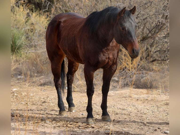 American Quarter Horse Ruin 5 Jaar 155 cm Roodbruin in Camp Verde AZ