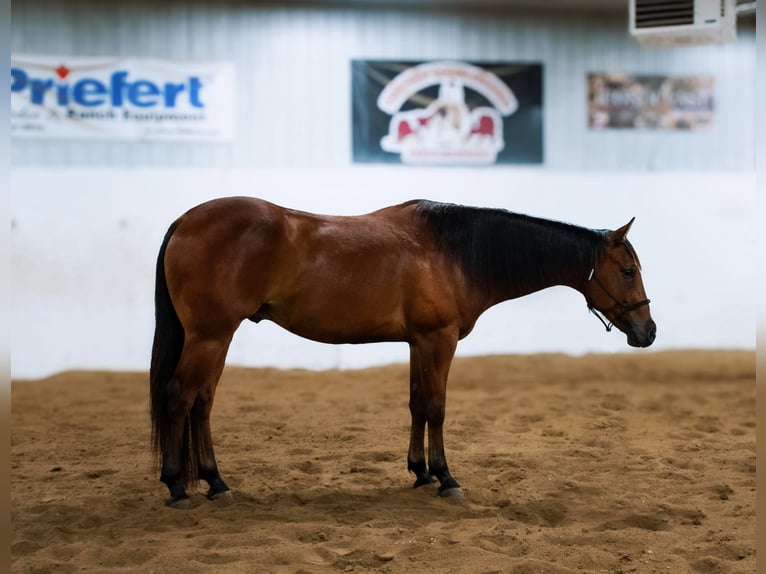 American Quarter Horse Ruin 5 Jaar 155 cm Roodbruin in Nevis, MN