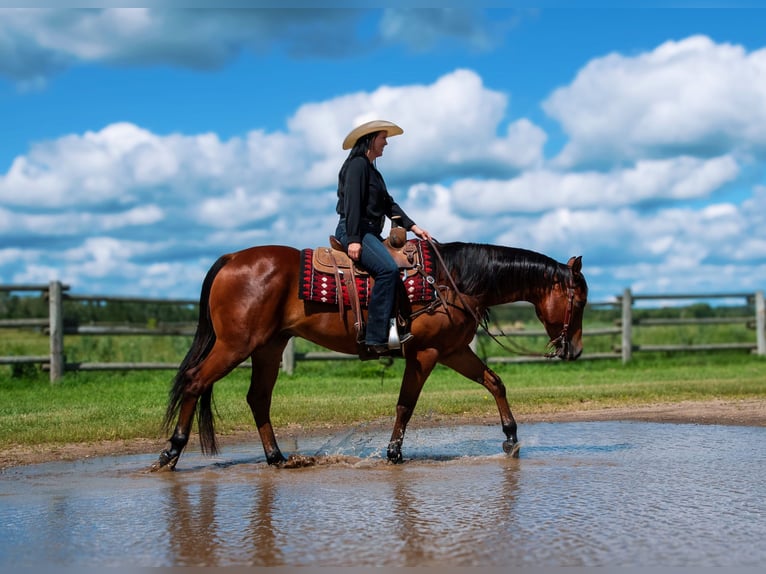 American Quarter Horse Ruin 5 Jaar 155 cm Roodbruin in Nevis, MN