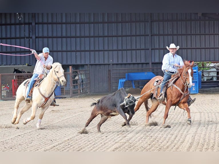 American Quarter Horse Ruin 5 Jaar 155 cm Roodvos in Cave Creek
