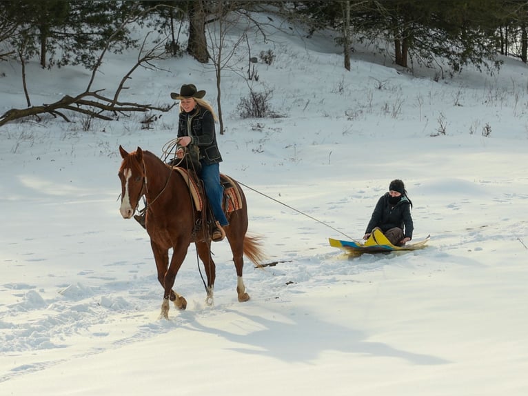 American Quarter Horse Ruin 5 Jaar 155 cm Roodvos in Quitman