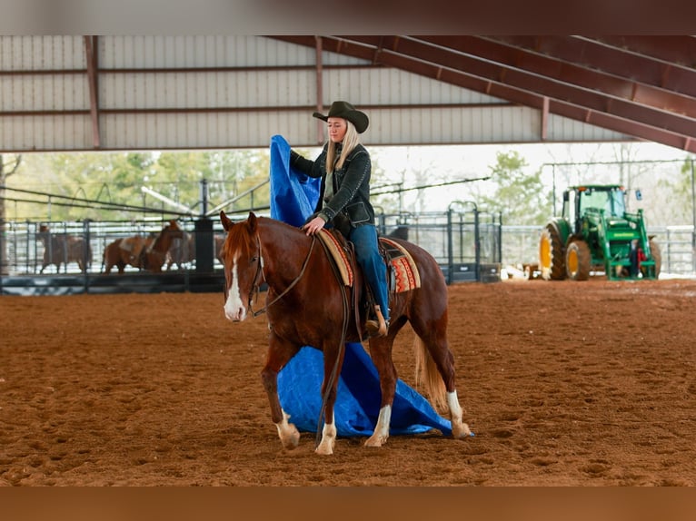 American Quarter Horse Ruin 5 Jaar 155 cm Roodvos in Quitman