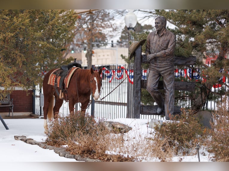 American Quarter Horse Ruin 5 Jaar 155 cm Roodvos in Quitman