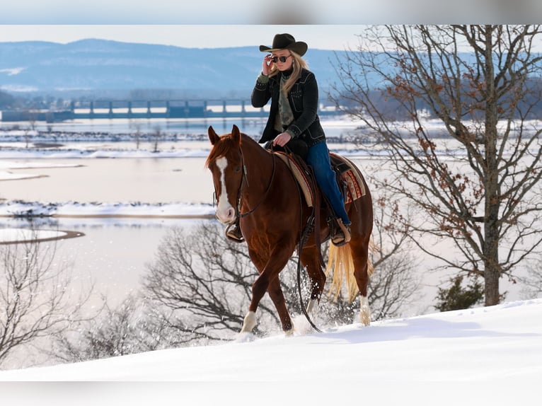 American Quarter Horse Ruin 5 Jaar 155 cm Roodvos in Quitman