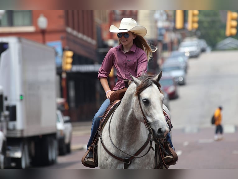 American Quarter Horse Ruin 5 Jaar 155 cm Schimmel in Collinsville