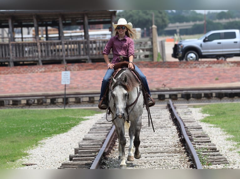 American Quarter Horse Ruin 5 Jaar 155 cm Schimmel in Collinsville