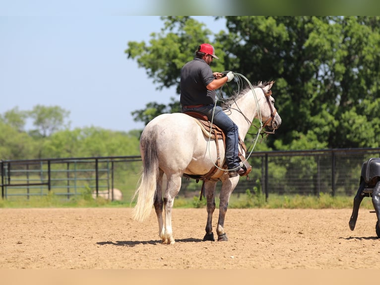 American Quarter Horse Ruin 5 Jaar 155 cm Schimmel in Collinsville