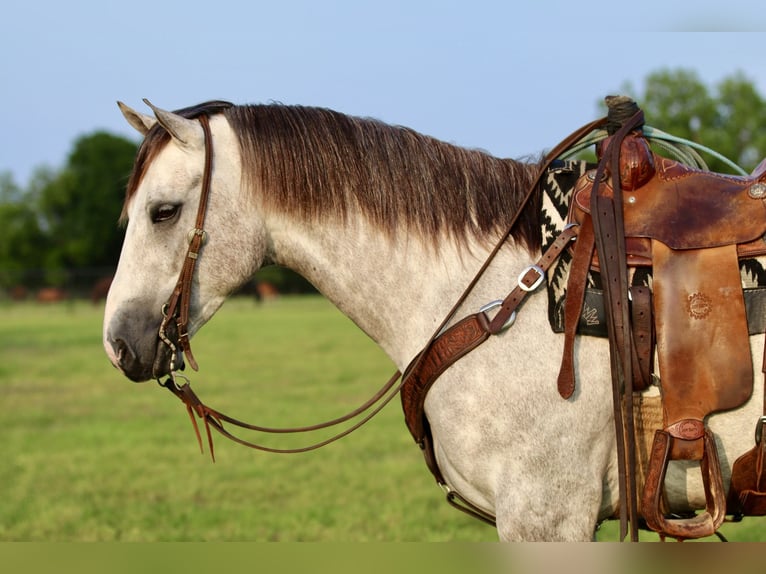 American Quarter Horse Ruin 5 Jaar 155 cm Schimmel in Collinsville