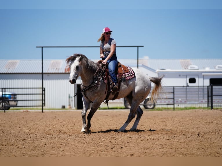 American Quarter Horse Ruin 5 Jaar 155 cm Schimmel in Collinsville