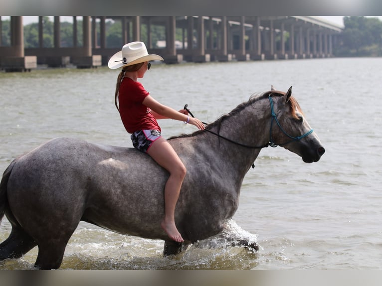 American Quarter Horse Ruin 5 Jaar 155 cm Schimmel in Collinsville