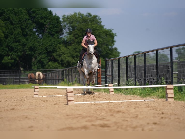 American Quarter Horse Ruin 5 Jaar 155 cm Schimmel in Collinsville