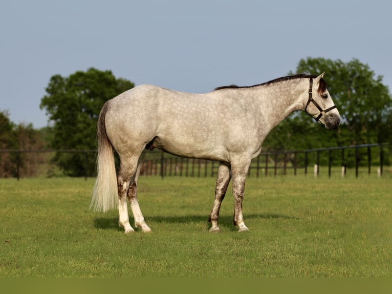 American Quarter Horse Ruin 5 Jaar 155 cm Schimmel in Collinsville