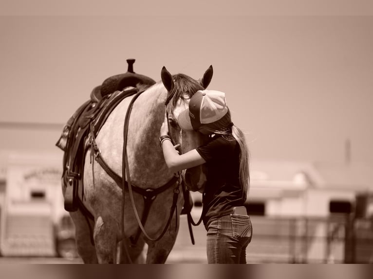 American Quarter Horse Ruin 5 Jaar 155 cm Schimmel in Collinsville