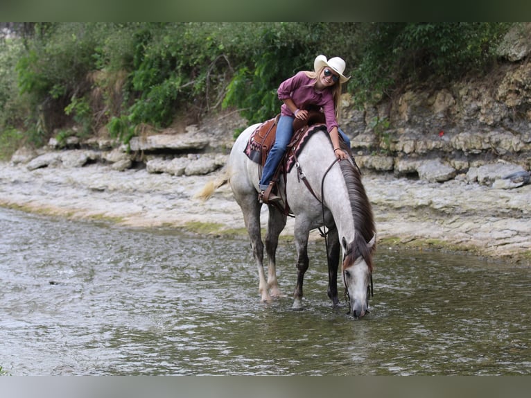 American Quarter Horse Ruin 5 Jaar 155 cm Schimmel in Collinsville